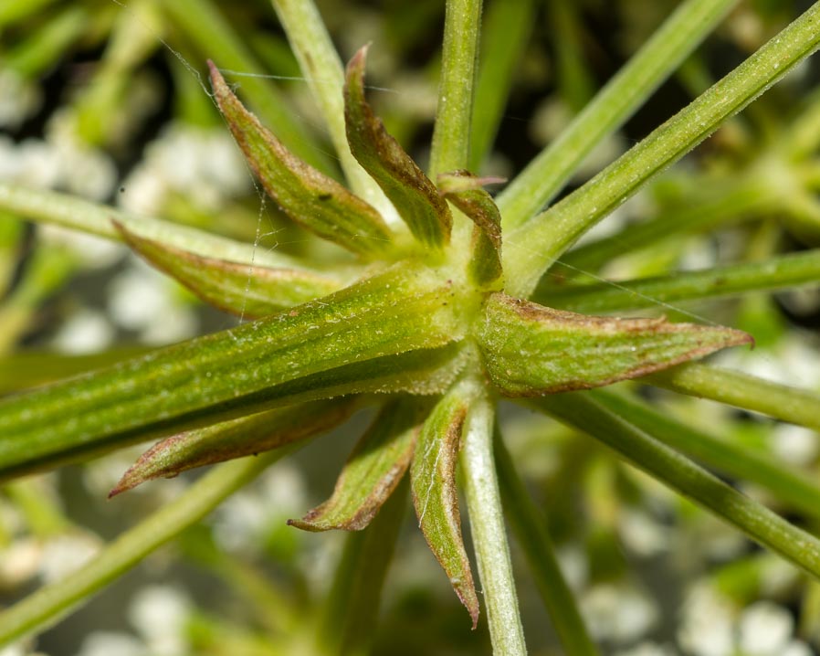 Apiaceae: Xanthoselinum venetum